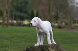 DOGUE ARGENTIN 257